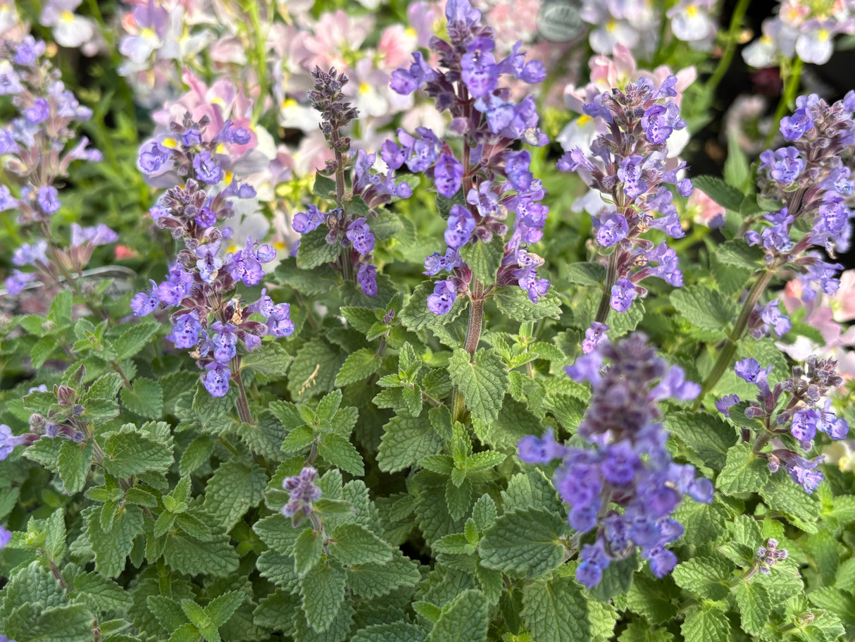 Nepeta × faassenii 'Purrsian Blue'PBR, 15-pack