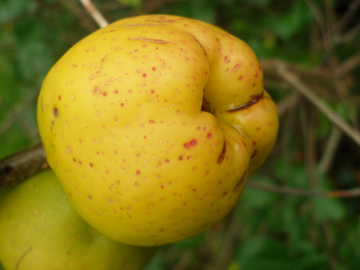 Chaenomeles japonica 'Rondo', 1-pack