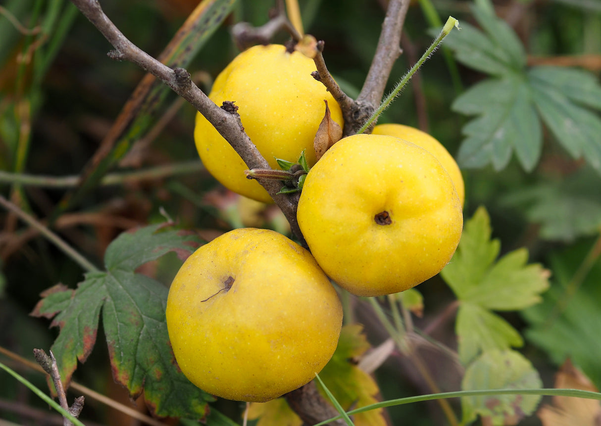 Chaenomeles japonica 'Rondo', 1-pack