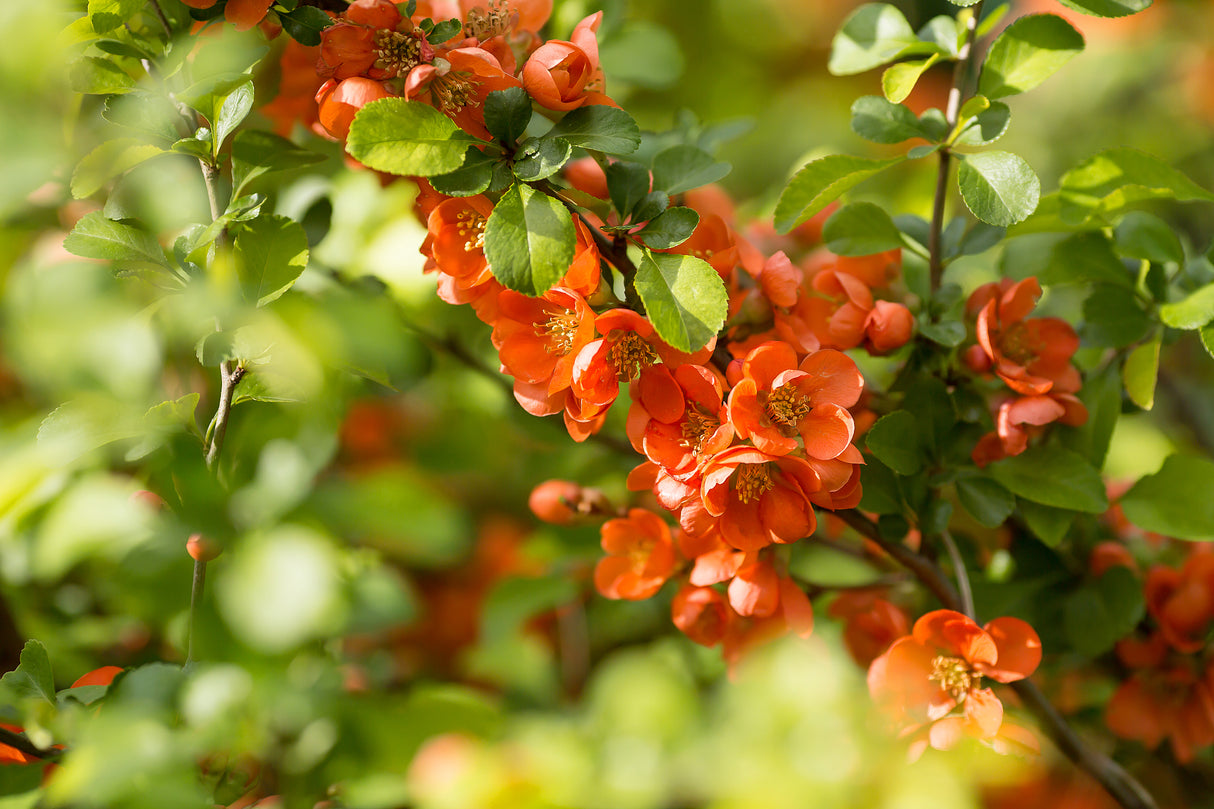 Chaenomeles japonica 'Rondo', 1-pack