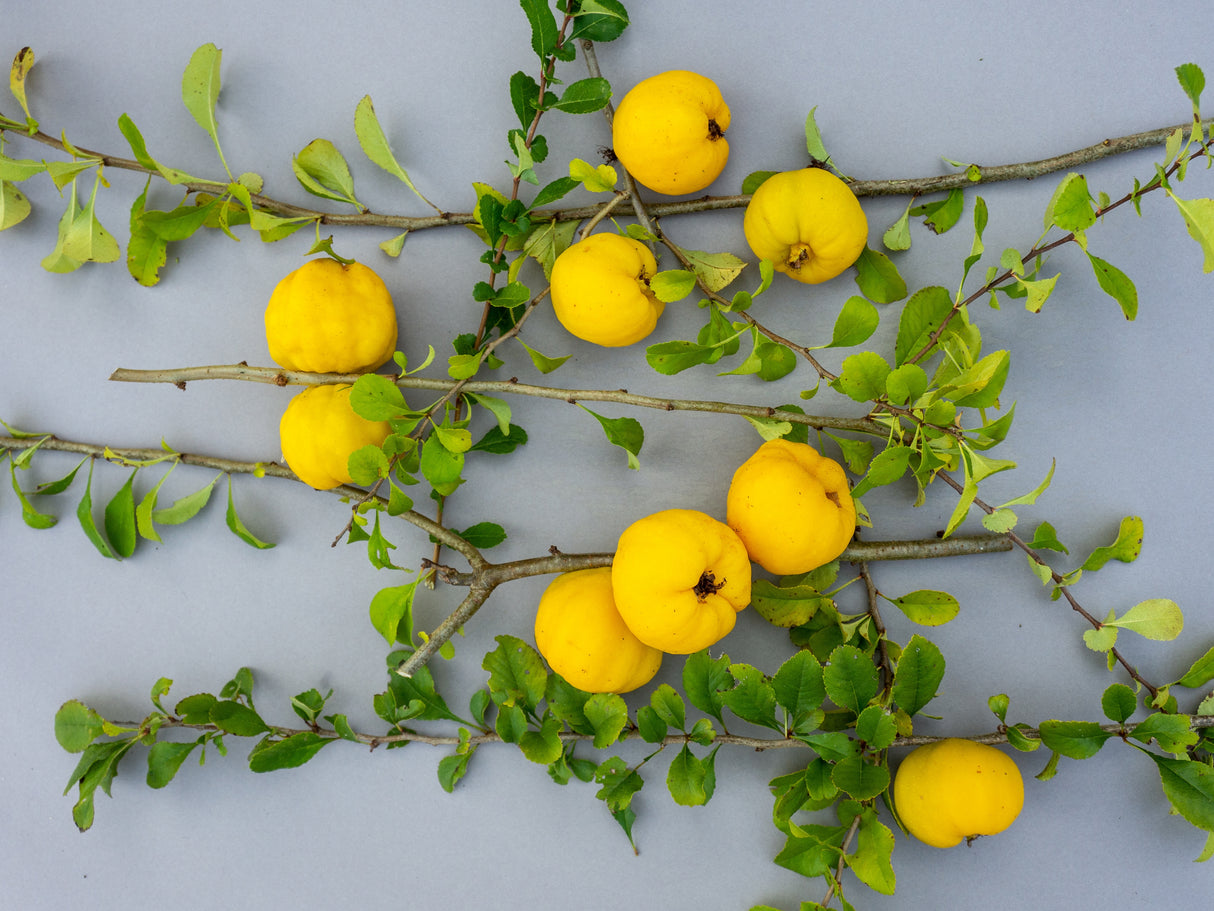 Chaenomeles japonica 'Rondo', 1-pack
