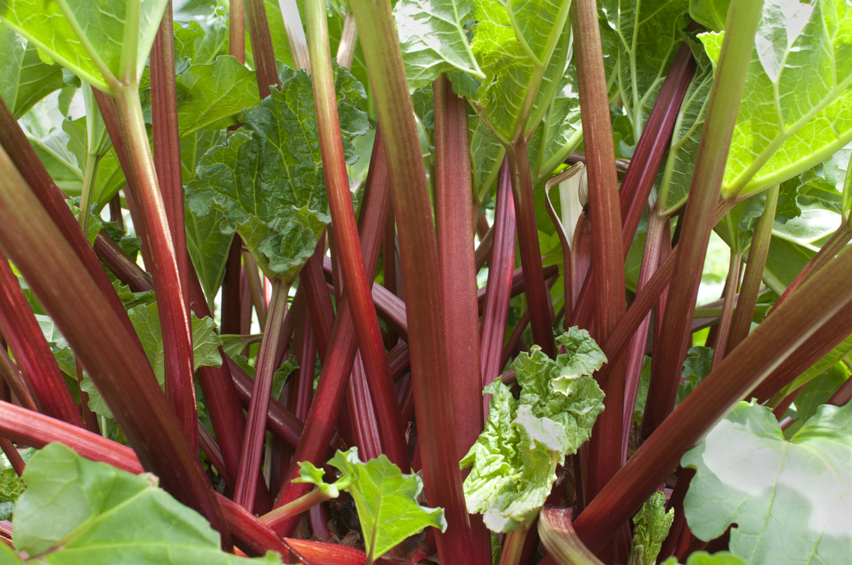Rheum rhabarbarum 'Spangsbjerg', 5-pack