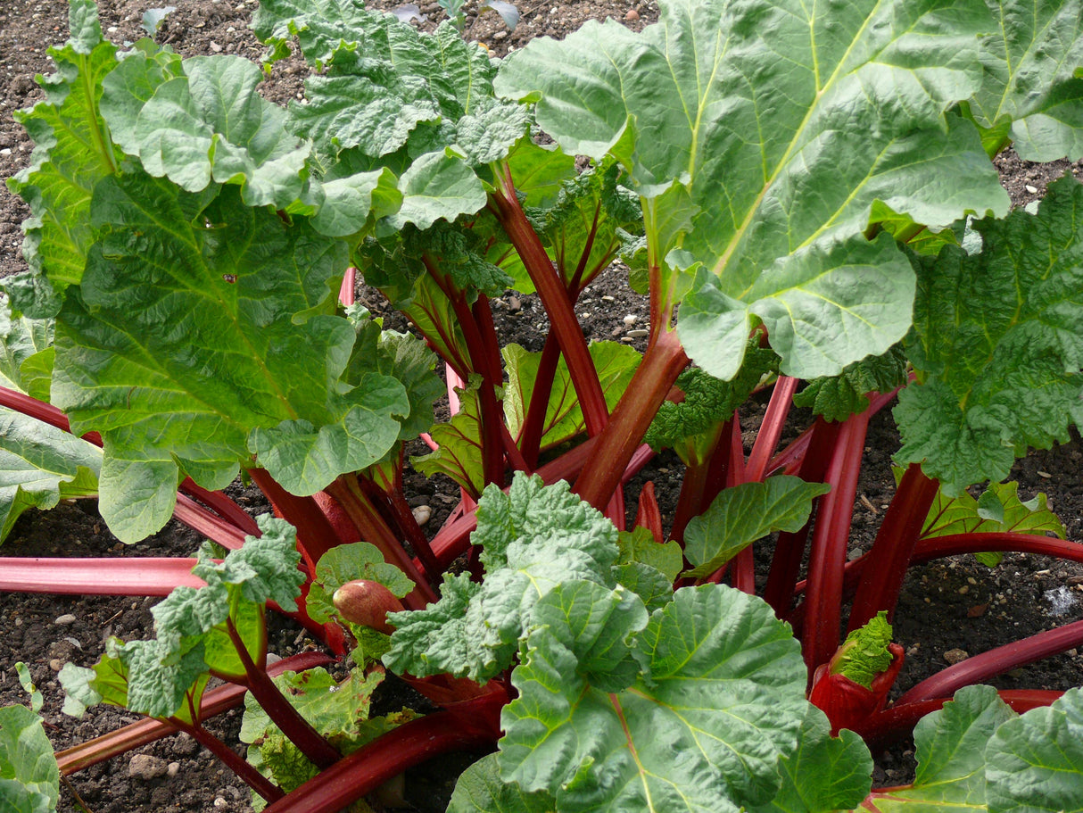 Rheum rhabarbarum 'Spangsbjerg', 5-pack