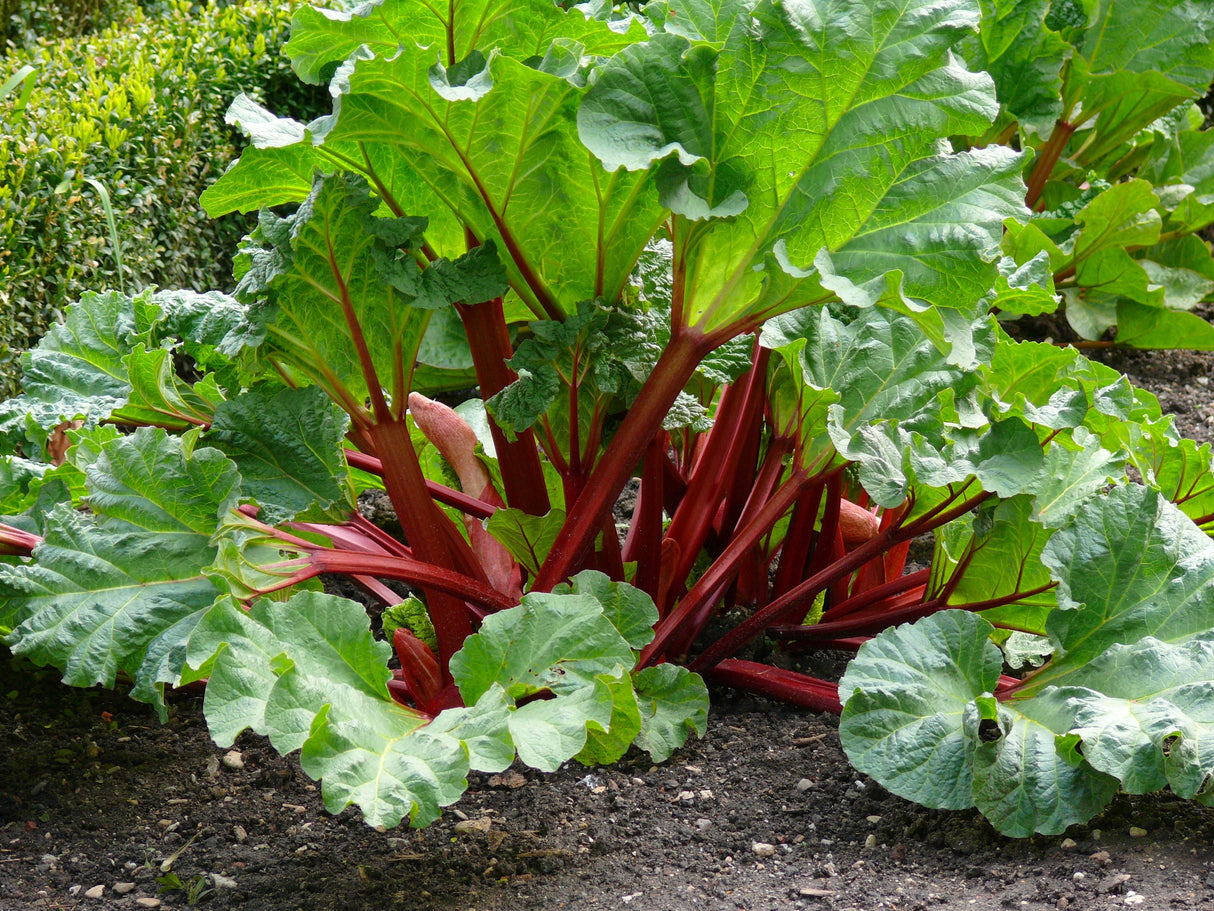 Rheum rhabarbarum 'Spangsbjerg', 5-pack