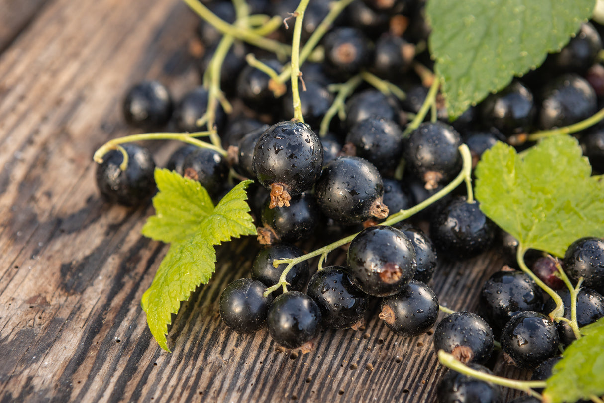 Ribes nigrum BALSGÅRD MARTIN® E , 1-pack