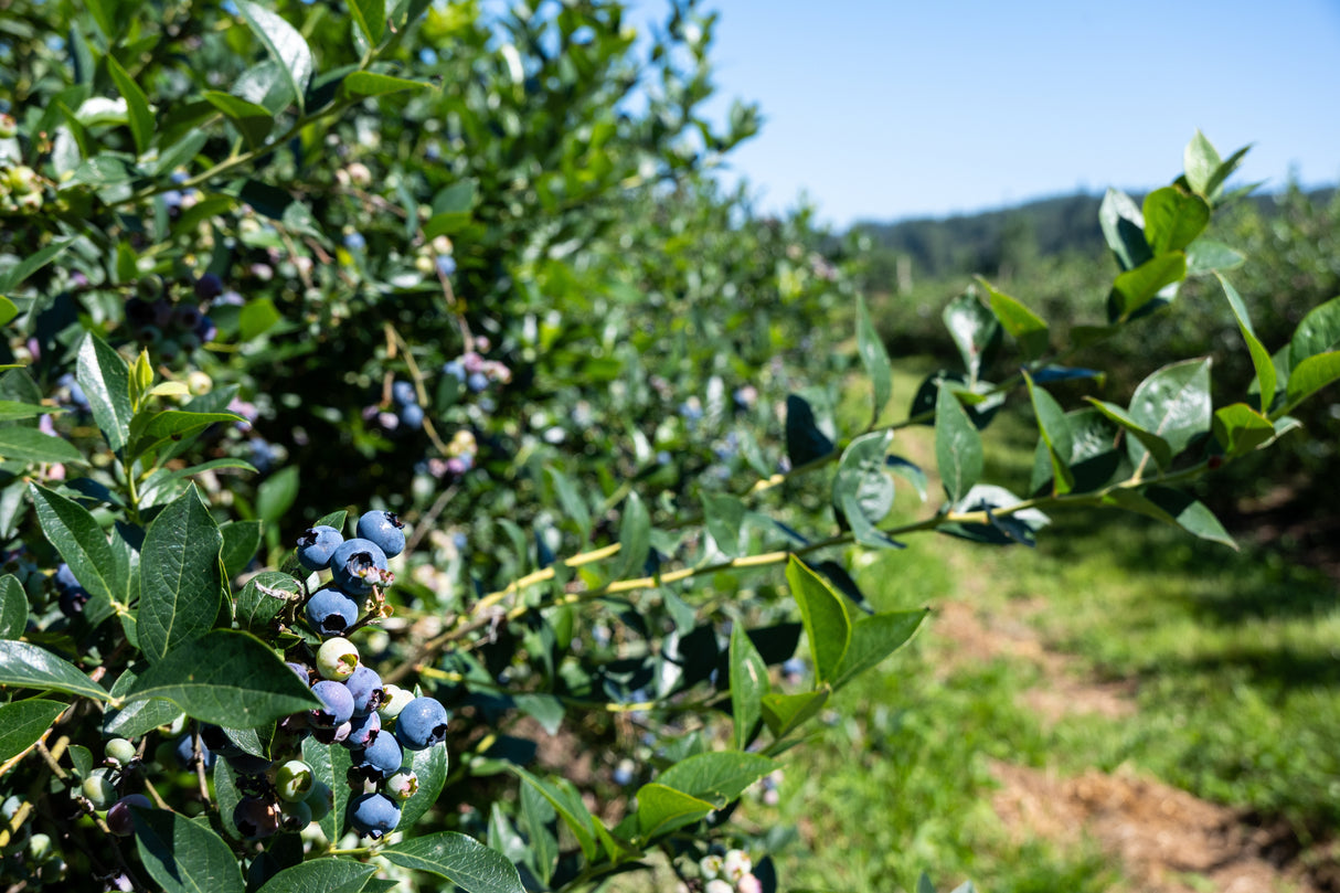 Vaccinium corymbosum 'Reka', 1-pack