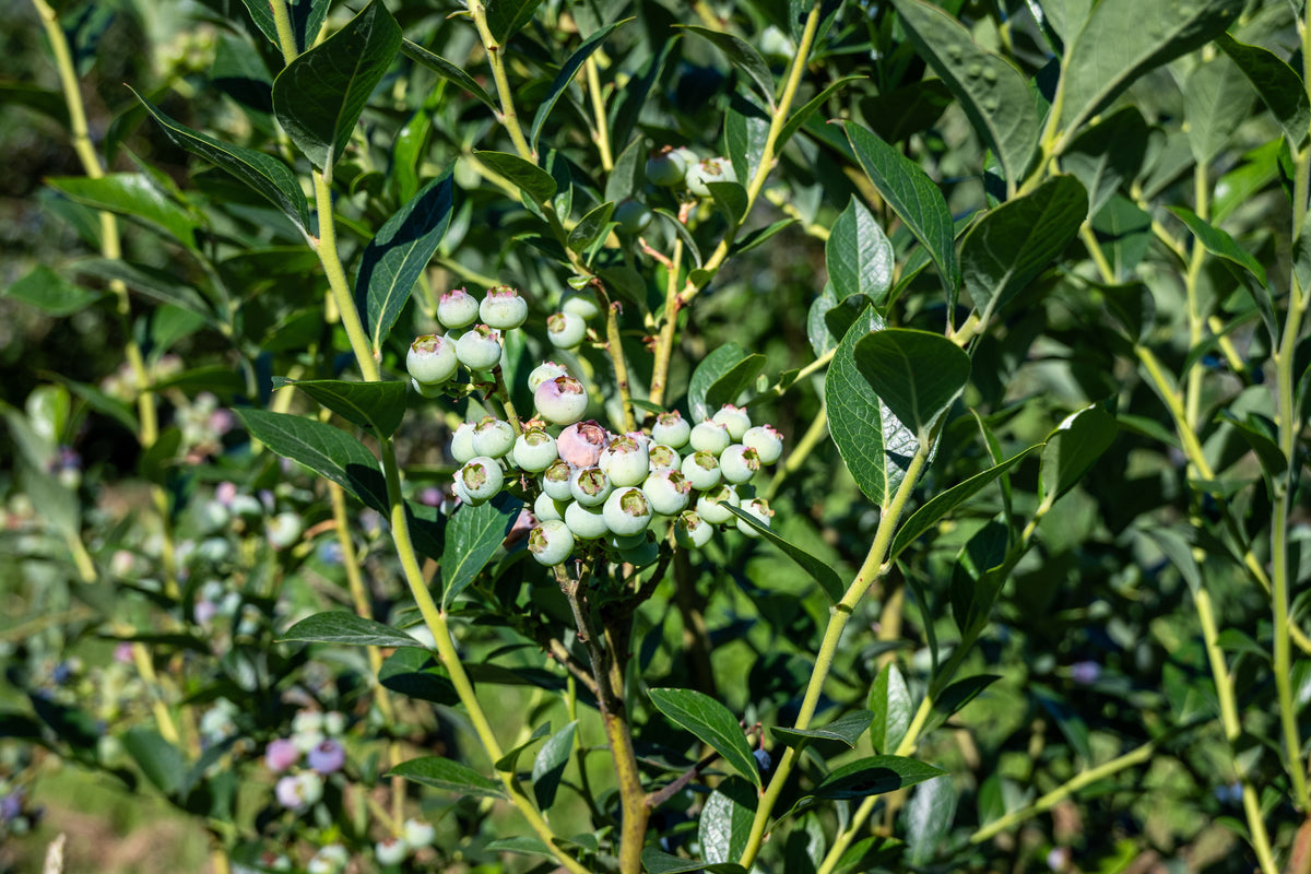 Vaccinium corymbosum 'Reka', 5-pack