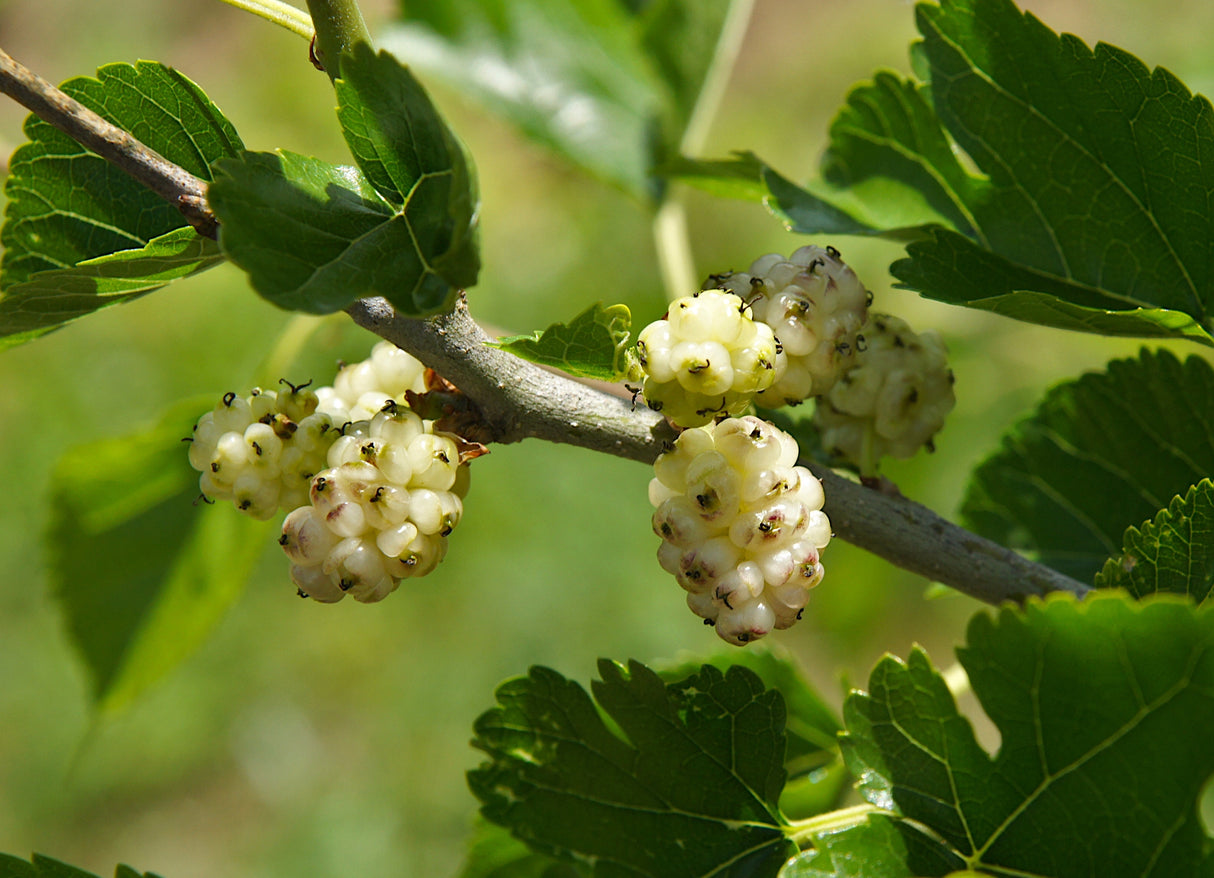 Morus alba 'Visborg', 10-pack