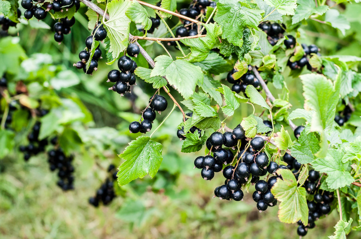 Ribes nigrum 'Öjebyn' E, 1-pack