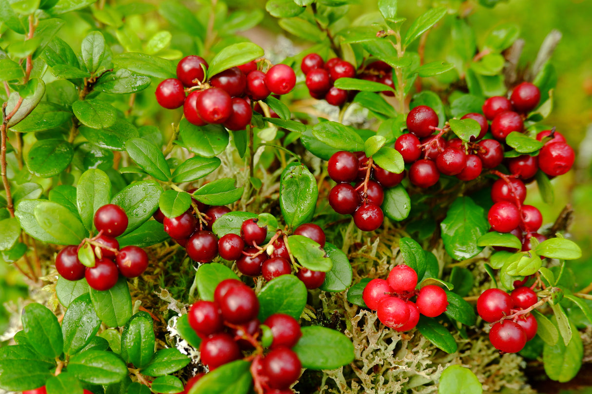 Vaccinium vitis-idaea BALSGÅRD SUSSI® ('Sussi'), 3-pack