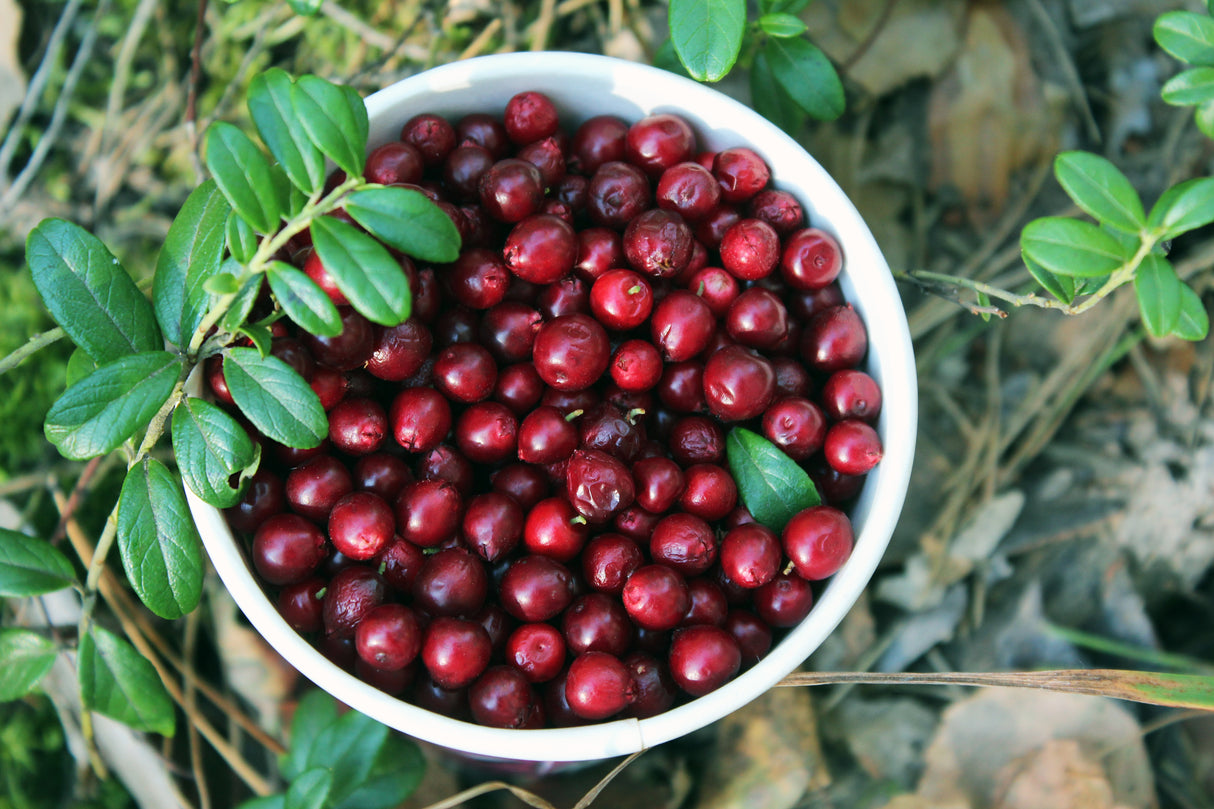 Vaccinium vitis-idaea BALSGÅRD SUSSI® ('Sussi'), 10-pack