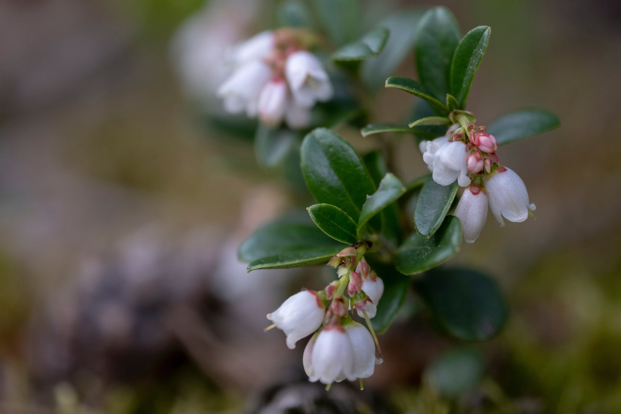Vaccinium vitis-idaea BALSGÅRD SUSSI® ('Sussi'), 10-pack