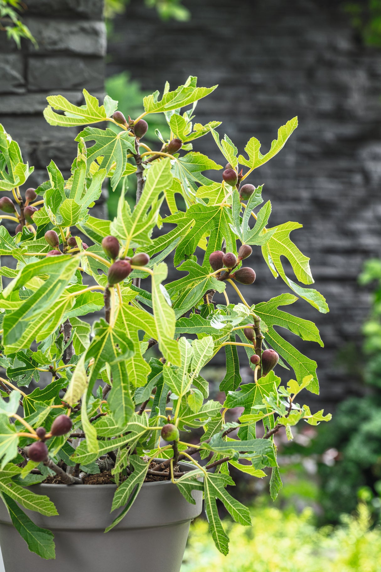 Ficus carica LITTLE MISS FIGGY