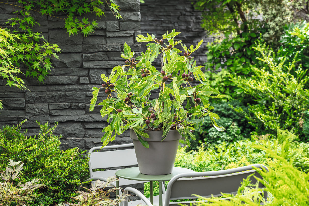 Ficus carica LITTLE MISS FIGGY