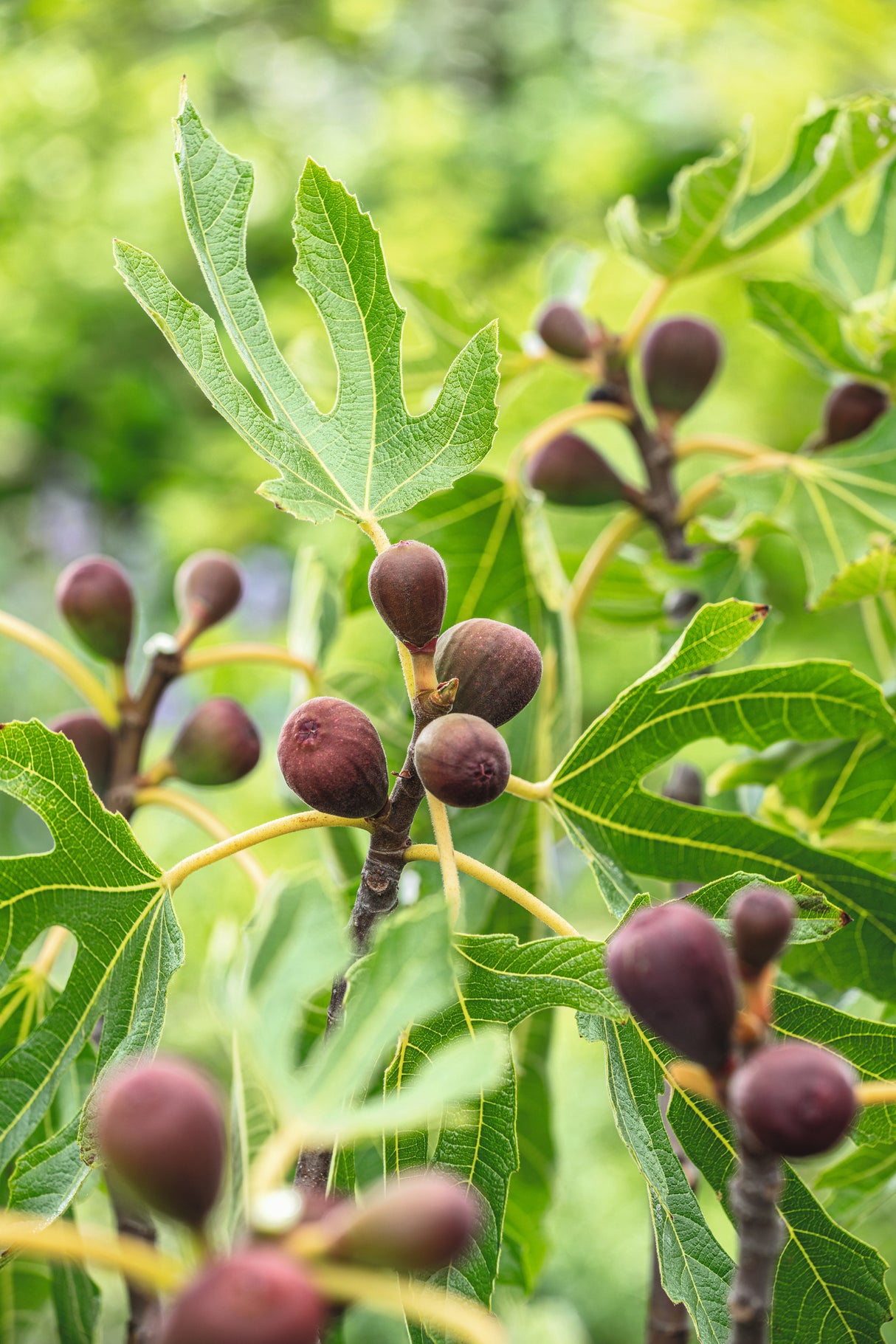 Ficus carica LITTLE MISS FIGGY