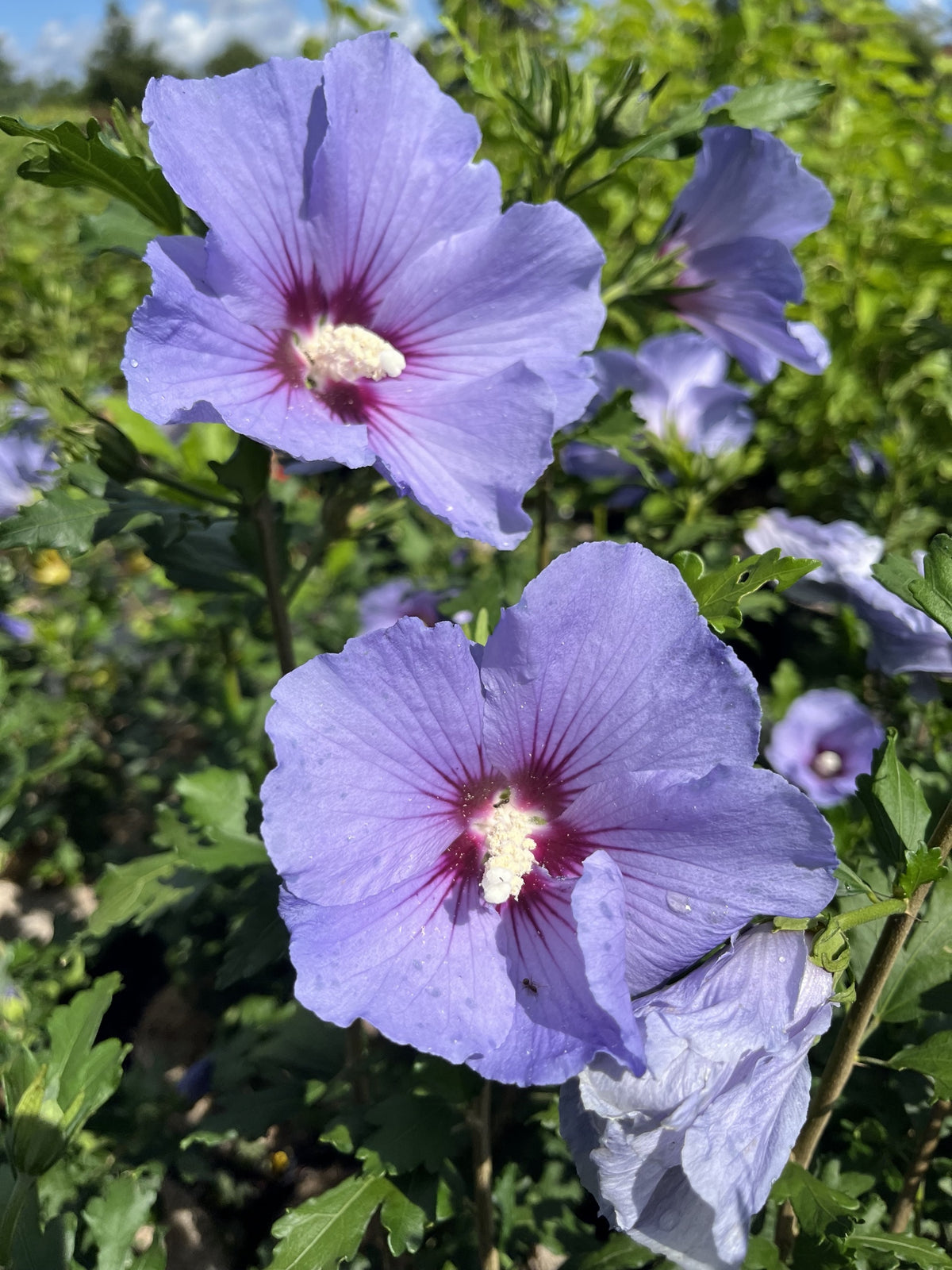 Frilandshibiskus 'Marina' Solitär 70-80 cm