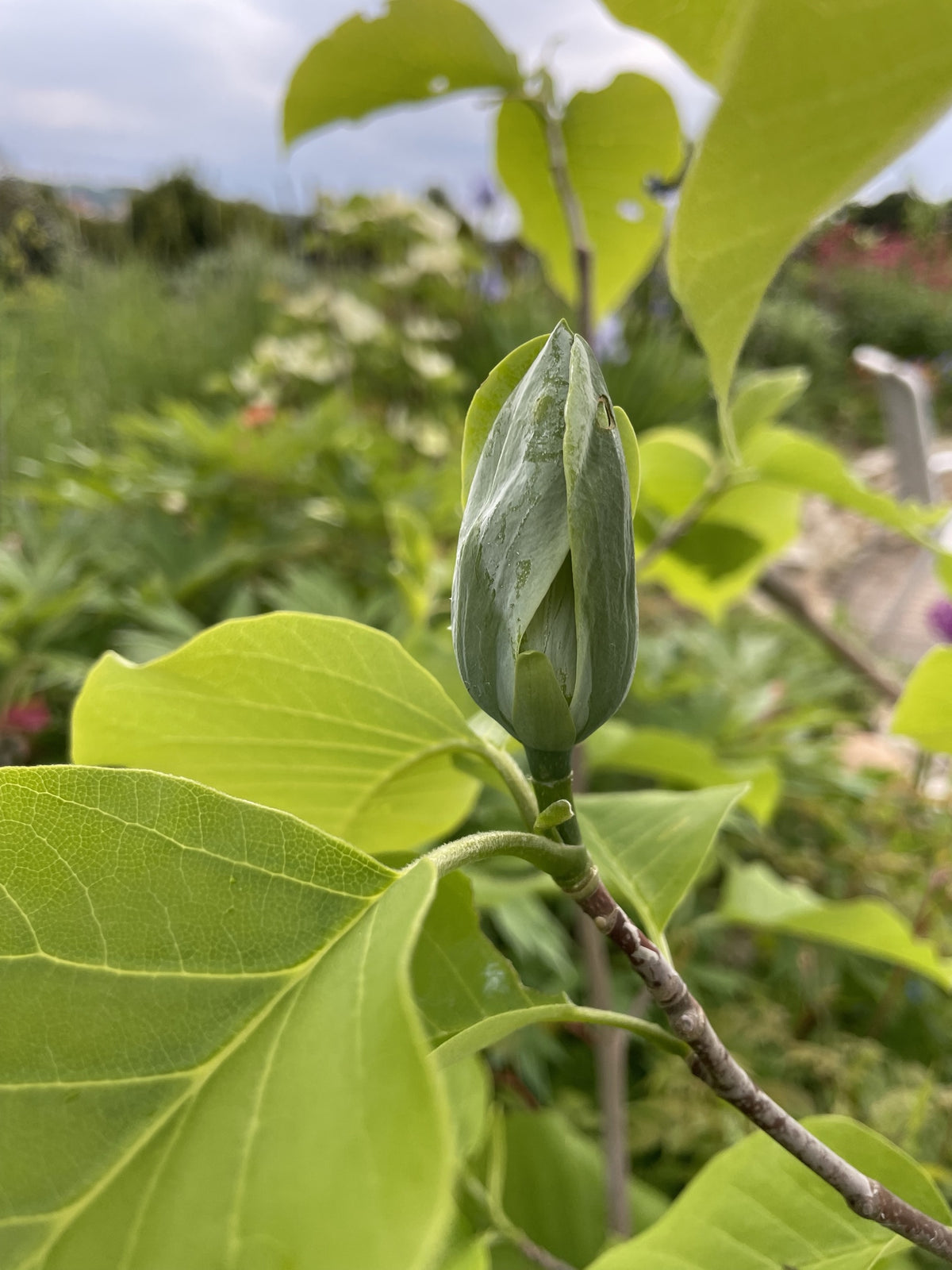 Poppelmagnolia 'Blue Opal' Solitär 80-100 cm