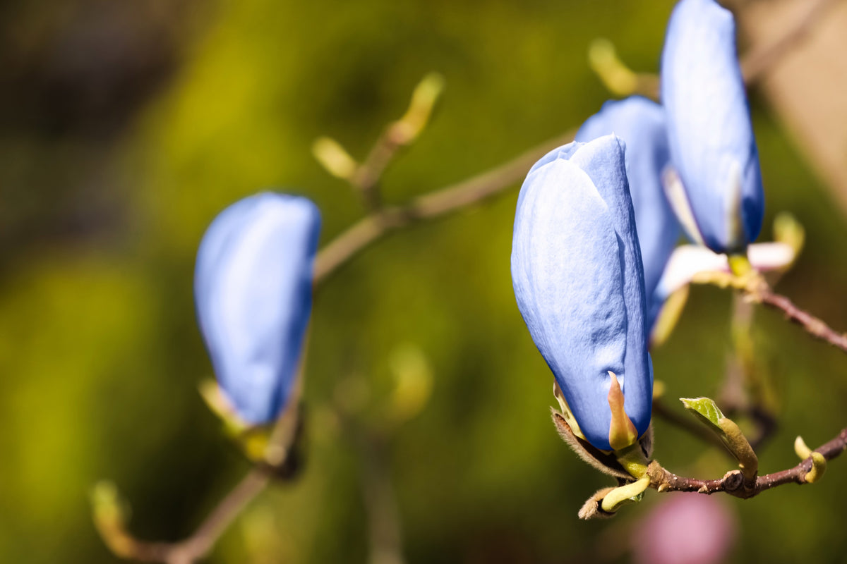 Poppelmagnolia 'Blue Opal' Solitär 80-100 cm