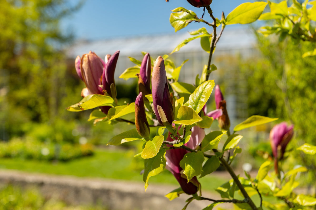 Liljemagnolia 'Nigra' Solitär 60-80 cm