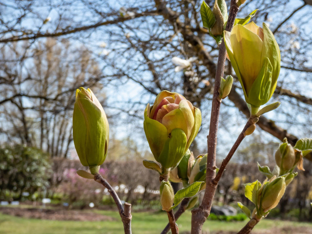 Magnolia 'Sunsation' Solitär 60-80 cm