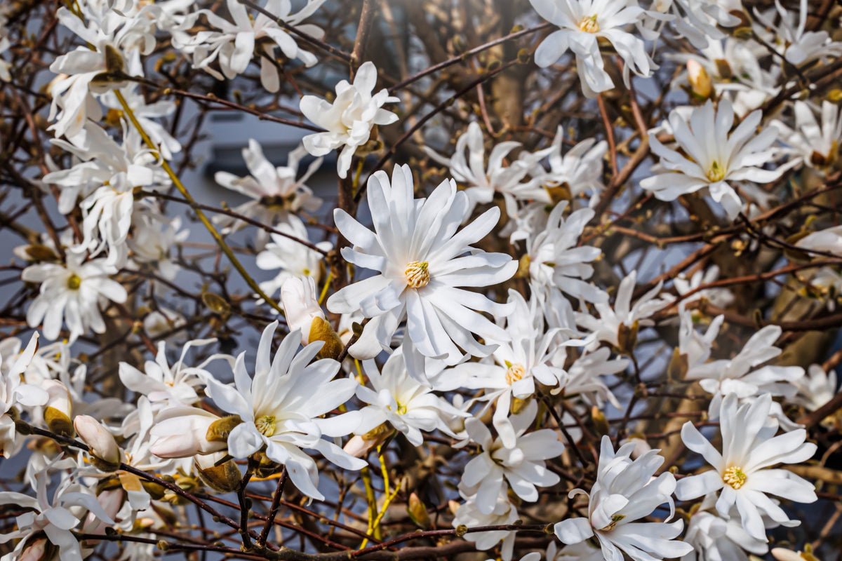 Stjärnmagnolia Solitär 80-100 cm
