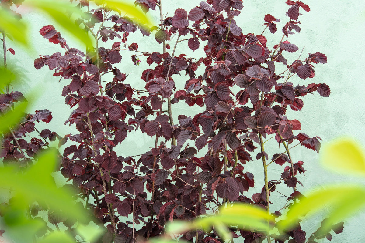 Hasselnöt 'Rote Zellernuss' Solitär 100-150 cm
