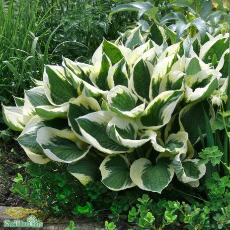 Hosta 'Patriot' 9cm kruka