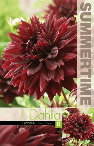 Dekorativ Dahlia 'Black Touch' 1st