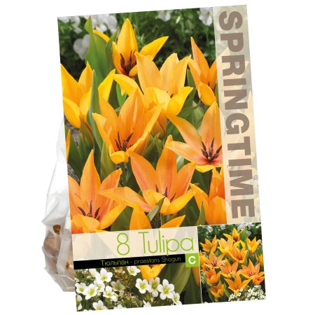 Botanisk Tulpan 'Shogun' 8st
