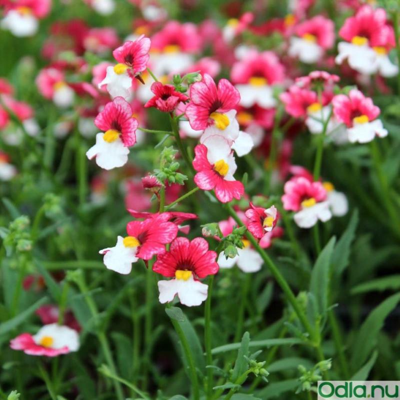 Nemesia 'Cherry on Ice' - 3 plantor