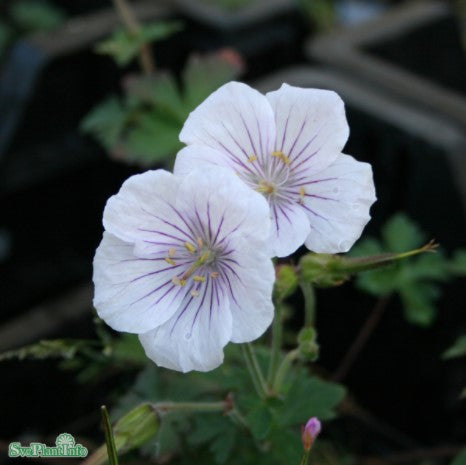 Praktnäva 'Derrick Cook' 1st barrotad