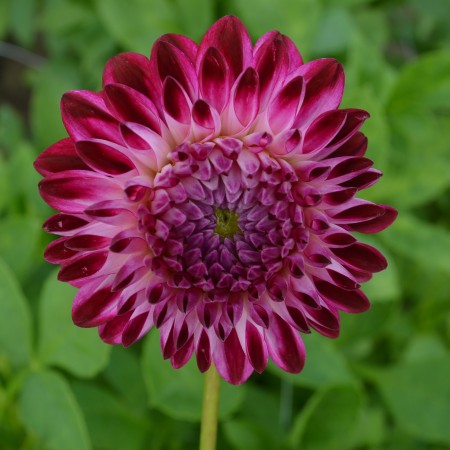 Boll Dahlia 'Caproz Pizzazz' 1st