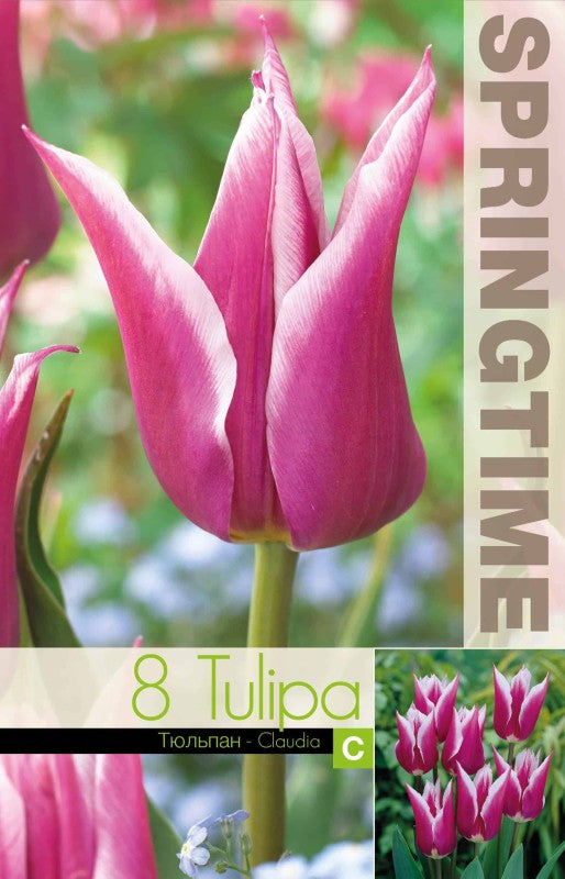 Liljetulpan 'Claudia' 8st