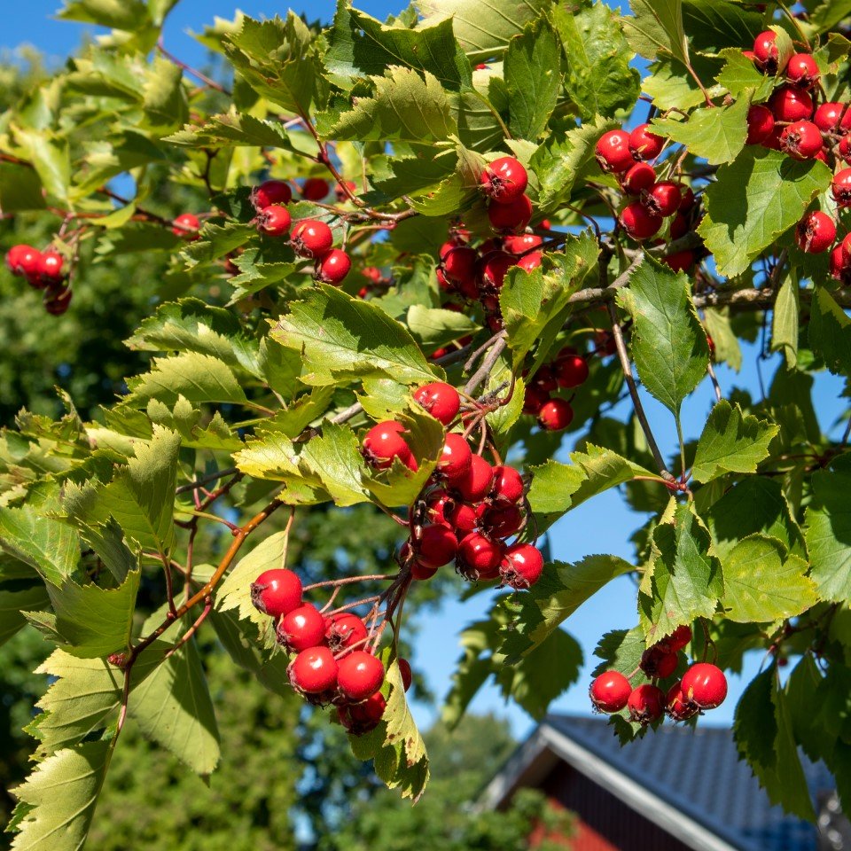 Häckhagtorn 10-pack i kruka