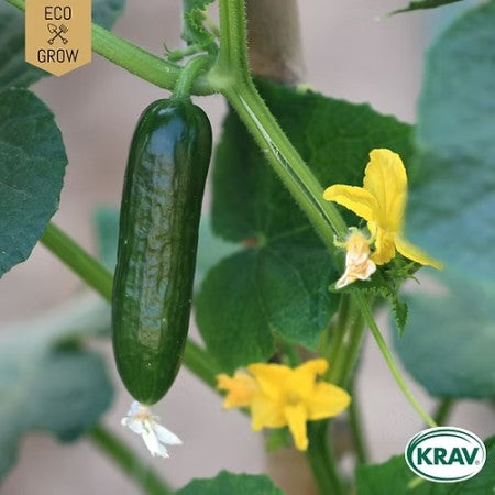 Snackgurka 'La Diva' KRAV-märkt