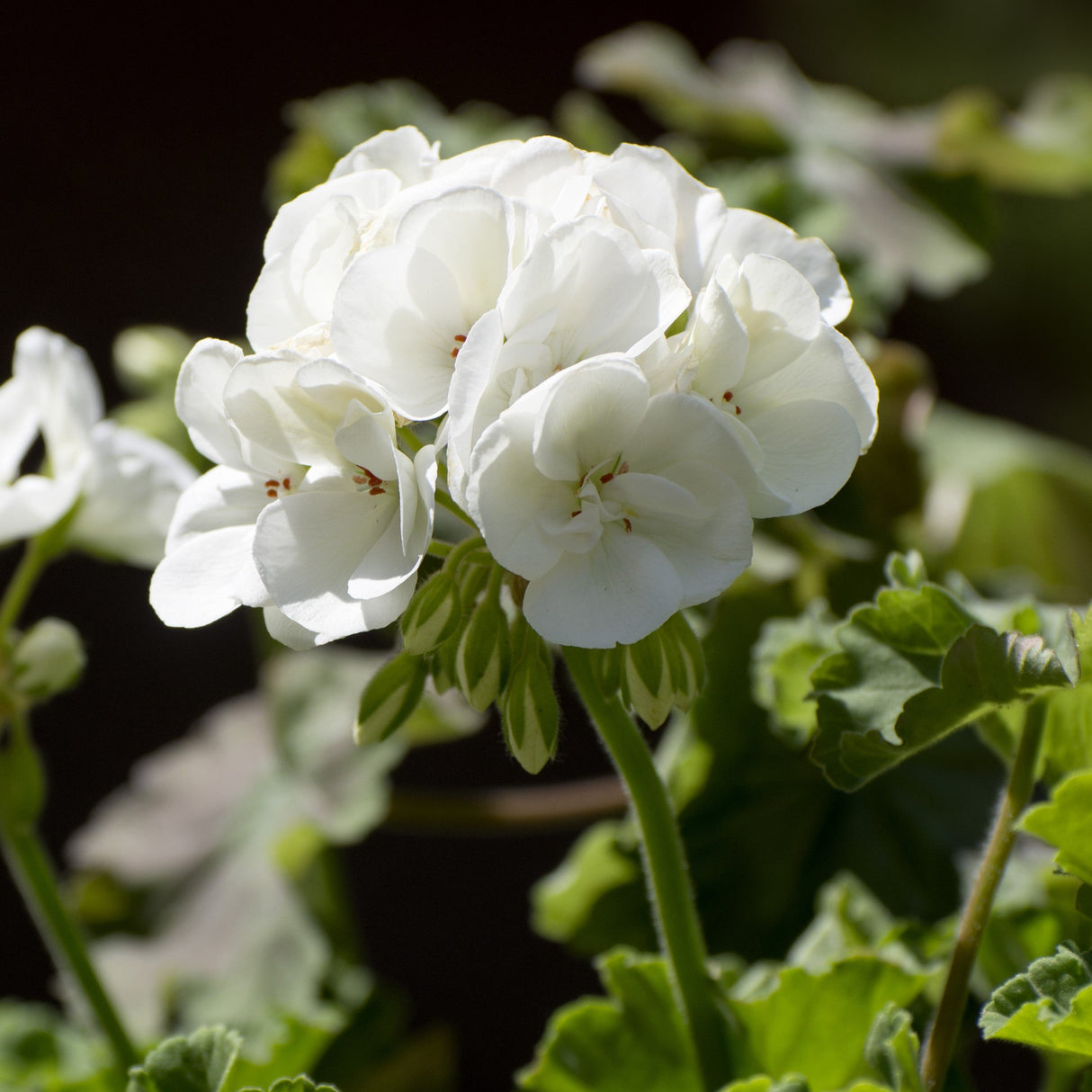 Zonalpelargon 'Sunrise Paloma' 3st sticklingar