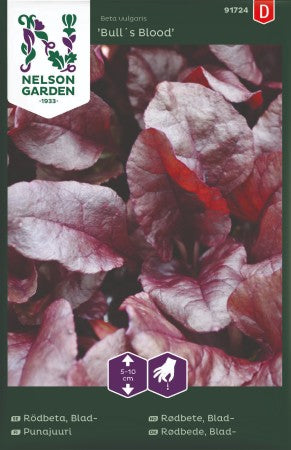 Bladrödbeta 'Bull's Blood'
