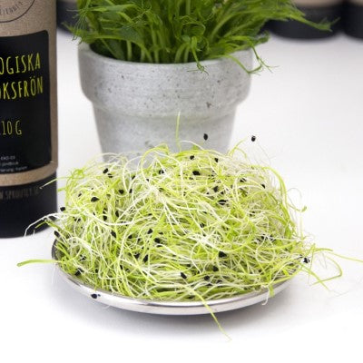 Sproutly: EKO Vitlöksfrön 110g