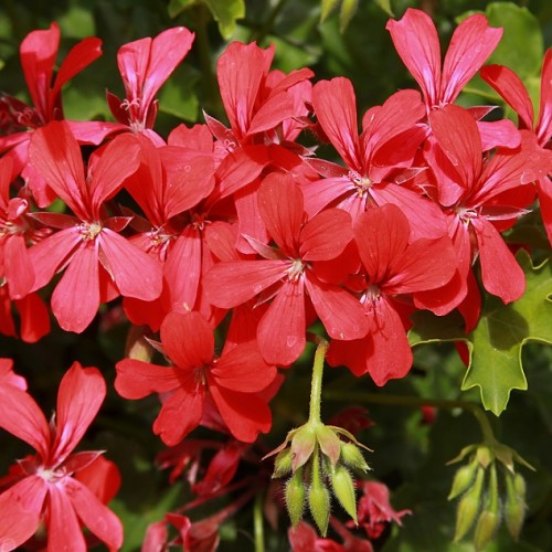 Kaskadpelargon 'Decora Red' 12cm kruka