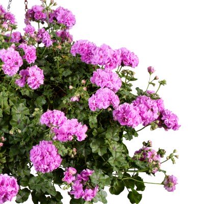 Hängpelargon 'Kitty' 3st sticklingar