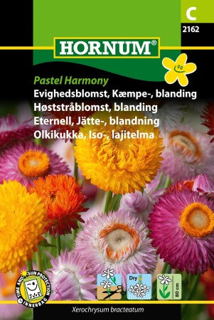 Jätteeternell Mix 'Pastel Harmony'