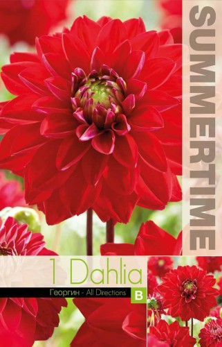 Dekorativ Dahlia 'All Directions' 1st