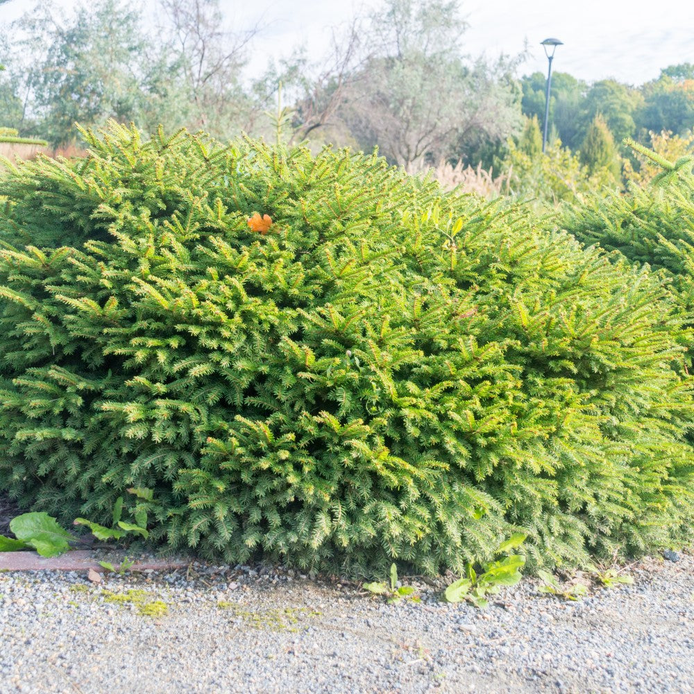 Fågelbogran 'Nidiformis' 25-30 co