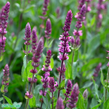 Stäppsalvia 'Caradonna Pink' 6-pack i kruka
