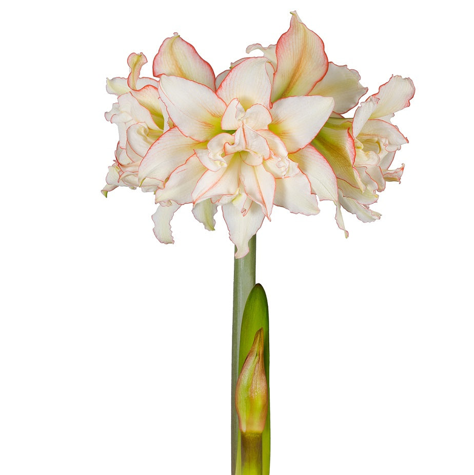 Afrikansk Amaryllis 'Harlequin' 1st