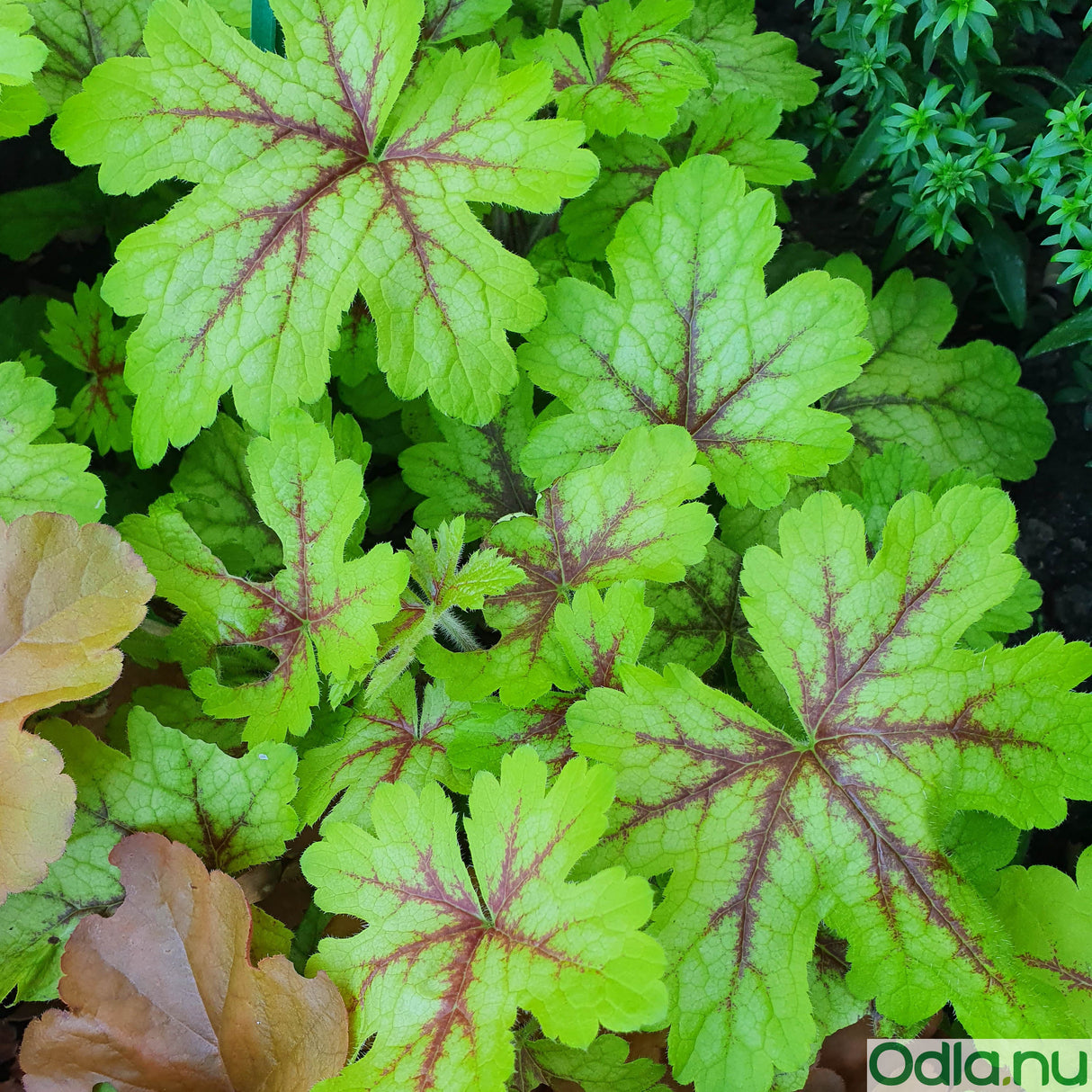 Klockvippa 'Stoplight' 10,5cm kruka