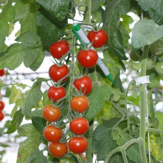 Körsbärstomat 'Gardeners Delight' 10,5cm kruka