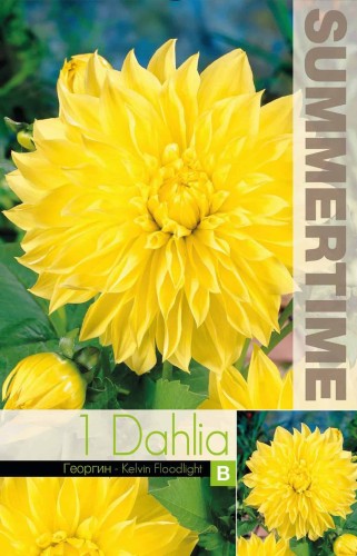 Dekorativ Dahlia 'Kelvin Floodlight' 1st