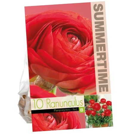 Ranunkel 'Red' 10st