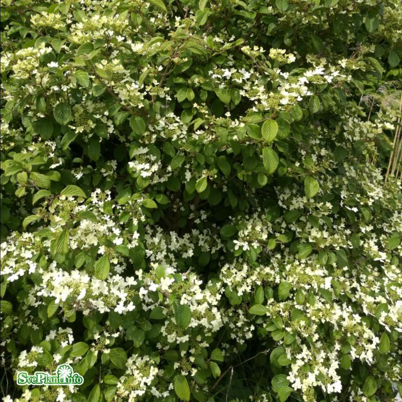 Klätterhortensia co 5-pack